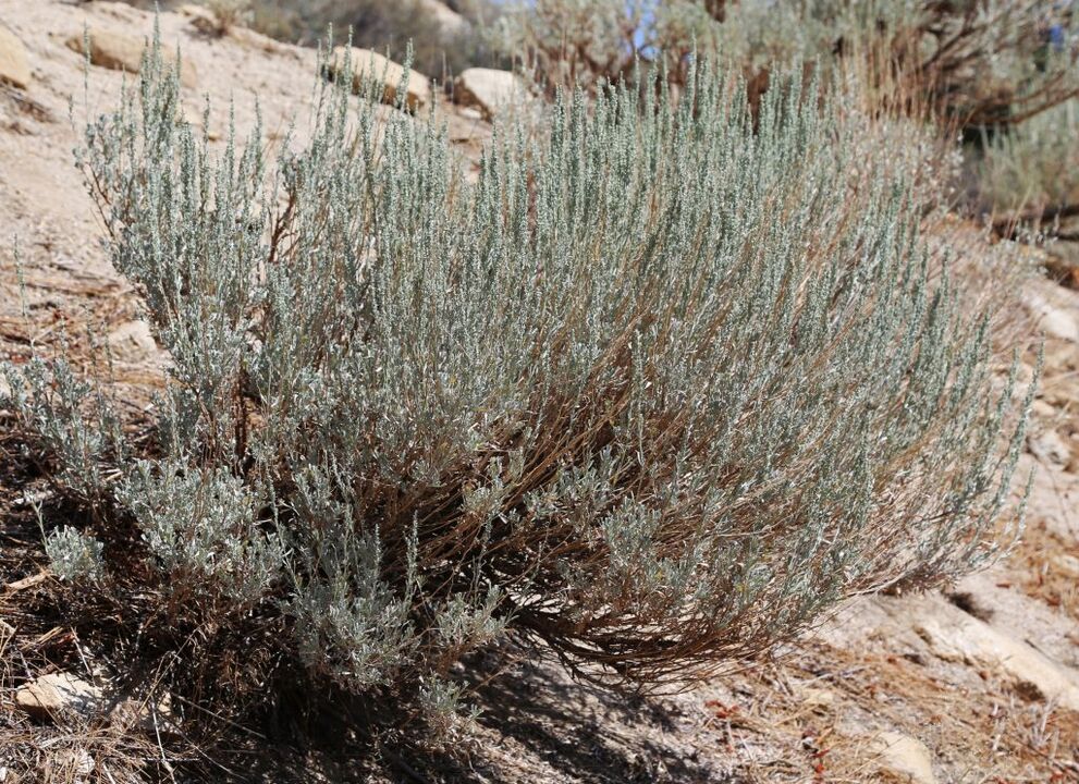 wormwood for removing worms from the body