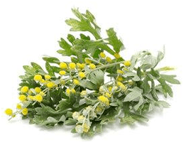 Cleaning the body wormwood