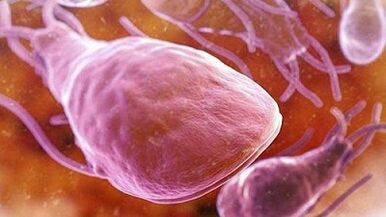 What parasites can live in the human body