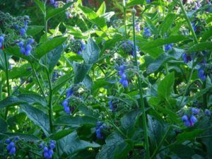 comfrey to cleanse the body of parasites