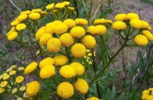 enema with tansy to remove parasites