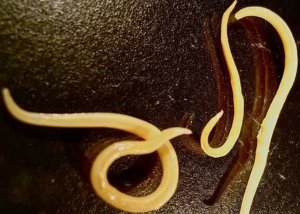 Worms protozoa