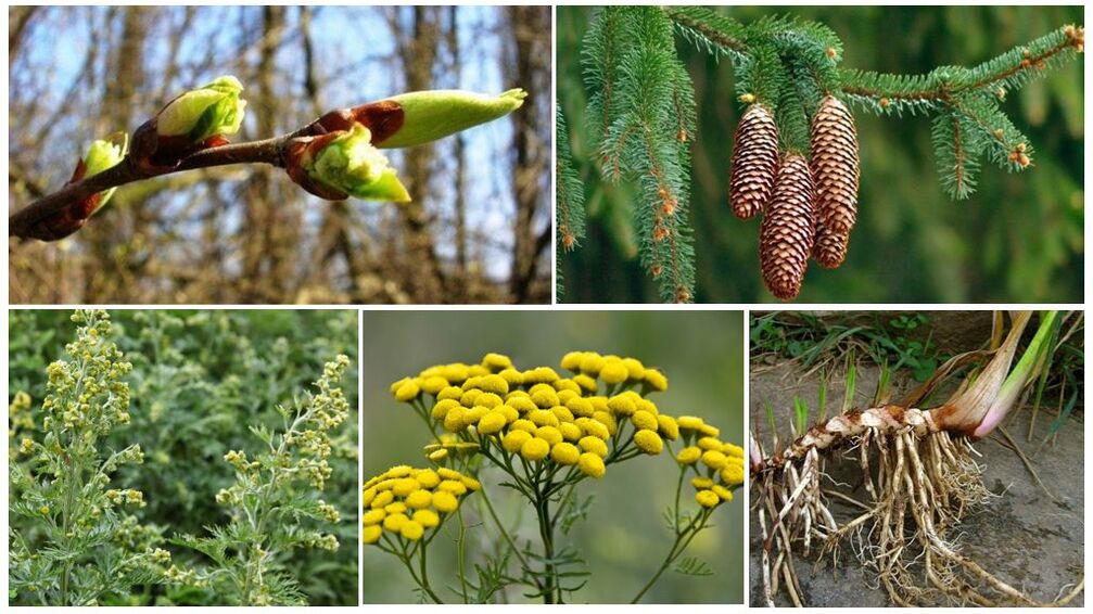 Herbal ingredients for the preparation of antiparasitic collection