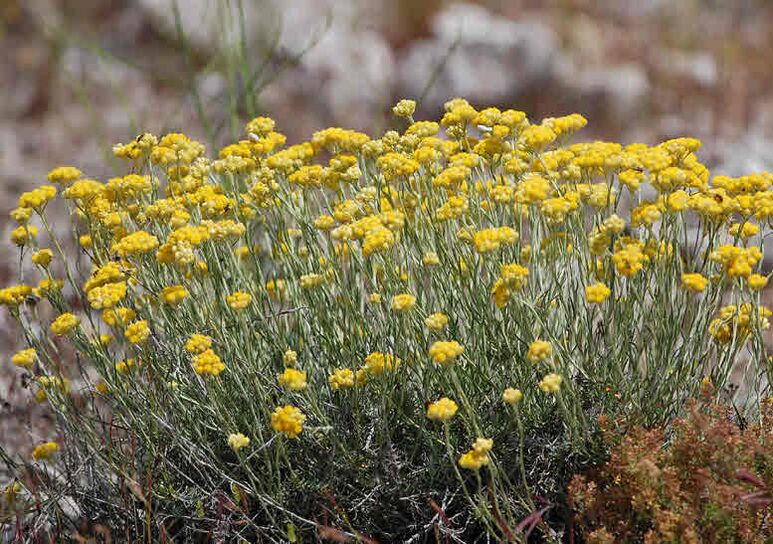 The immortelle helps in the fight against parasites