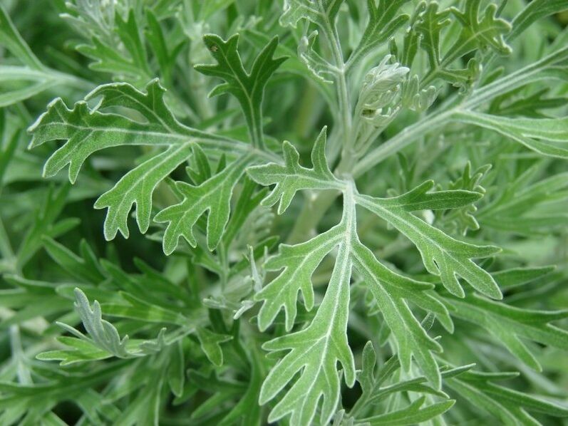 Wormwood for the preparation of tincture from parasites